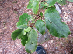 Coprosma tenuifolia