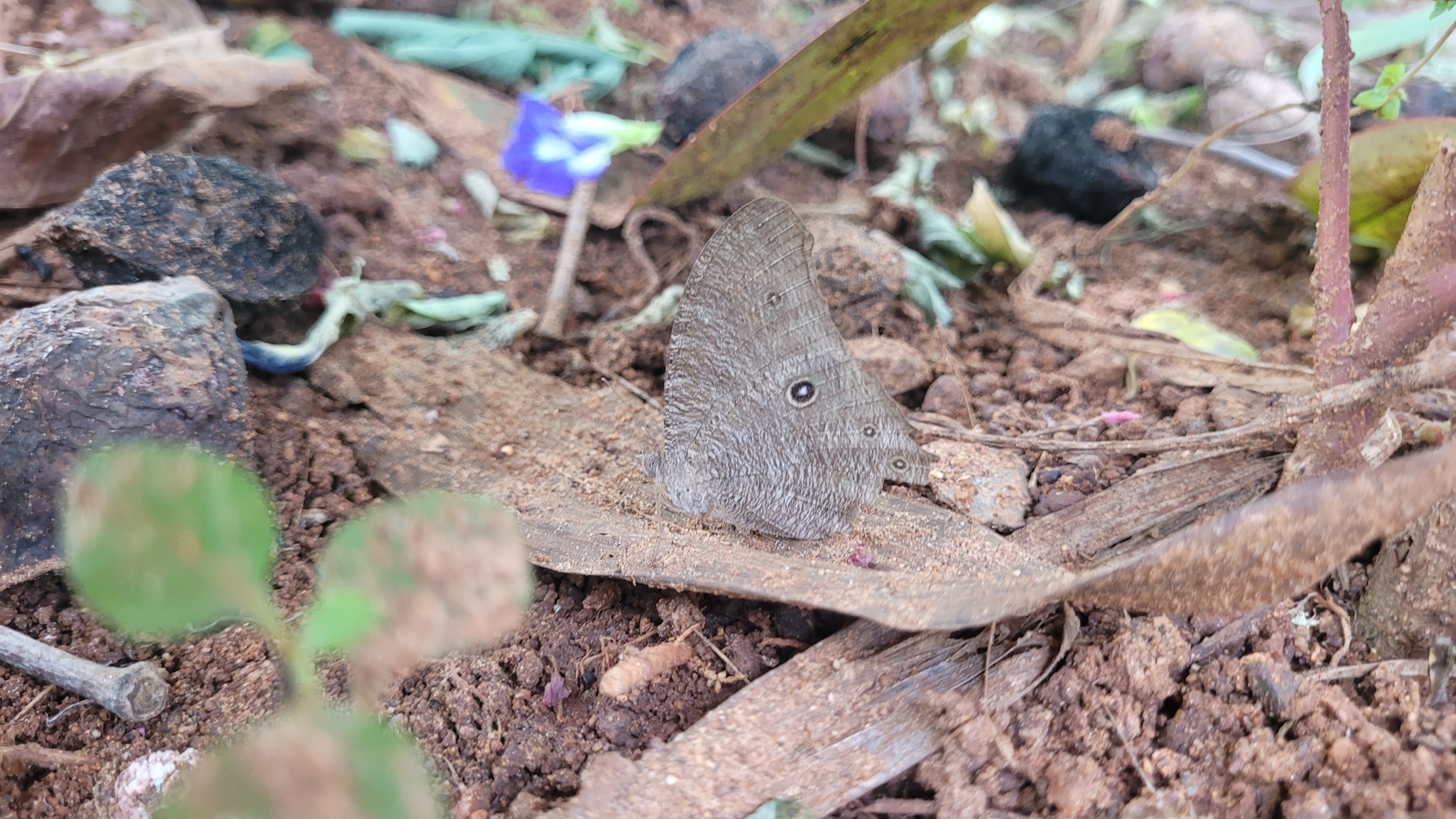 Common Evening Brown