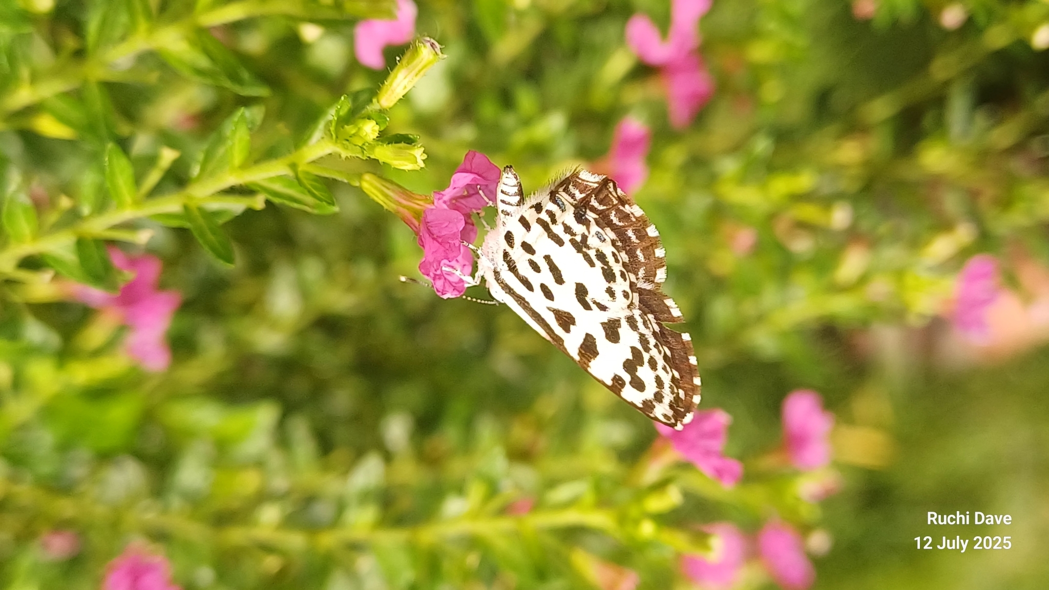Common Pierrot