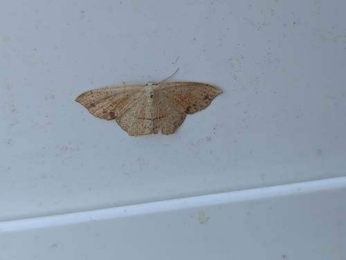 Cyclophora punctaria
