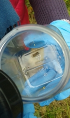 Episyrphus balteatus