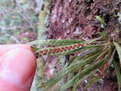 Notogrammitis angustifolia nothofageti