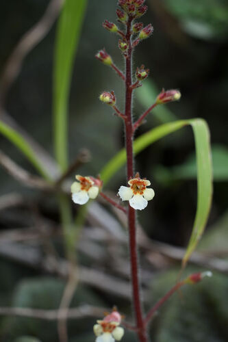 Gloxinia erinoides