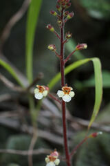 Gloxinia erinoides