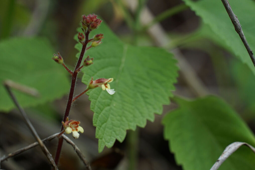 Gloxinia erinoides; photograph (c) Connor Connolly-Moyls, some rights reserved (CC BY)