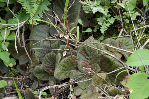 Gloxinia erinoides, photograph 2