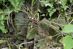 (c) Connor Connolly-Moyls, some rights reserved (CC BY) Gloxinia erinoides, photograph (c) Connor Connolly-Moyls, some rights reserved (CC BY)