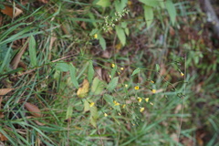 Hieracium paniculatum