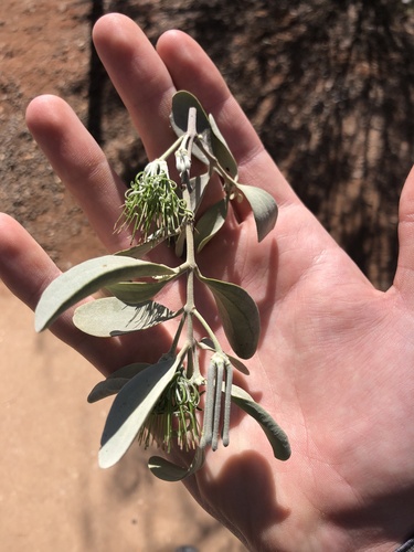 Amyema maidenii maidenii