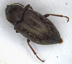 Epitragodes tomentosus