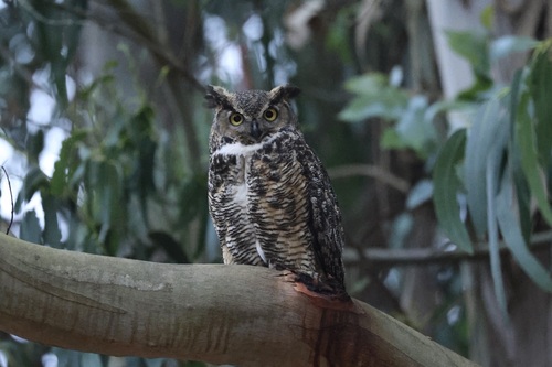 View observation of {o.common_name} on iNaturalist