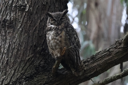 View observation of {o.common_name} on iNaturalist