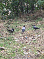 Corvus cornix