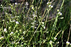 Fleischmannia pycnocephala