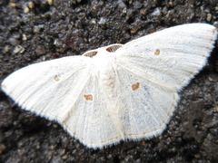 Comostola subtiliaria