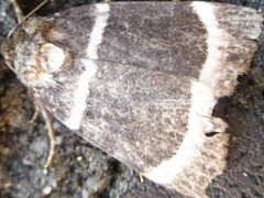 Amphipyra tripartita