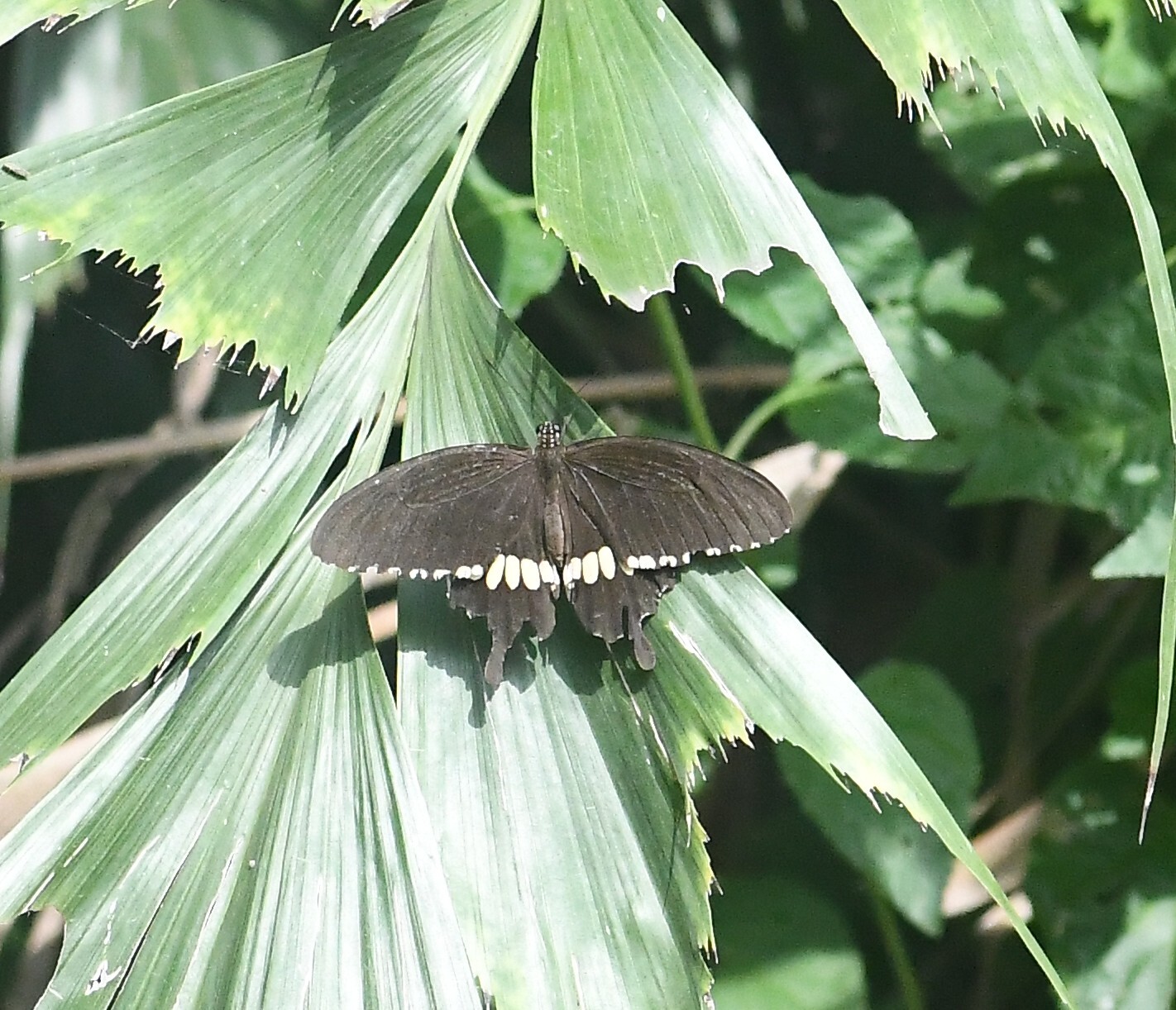 Common Mormon