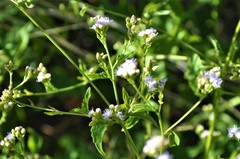 Fleischmannia pycnocephala