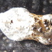 Acleris japonica - Photo (c) onidiras-iNaturalist, algunos derechos reservados (CC BY-NC), subido por onidiras-iNaturalist