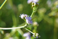 Fleischmannia pycnocephala