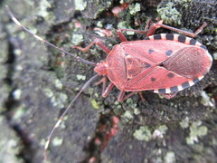 Urochela quadrinotata