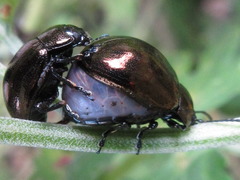 Chrysolina aurichalcea