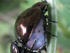 Chrysolina aurichalcea