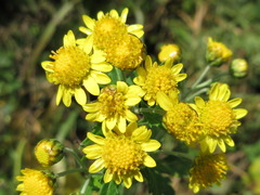 Chrysanthemum lavandulifolium