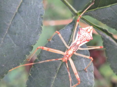 Epidaus tuberosus