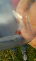 Coccinella septempunctata