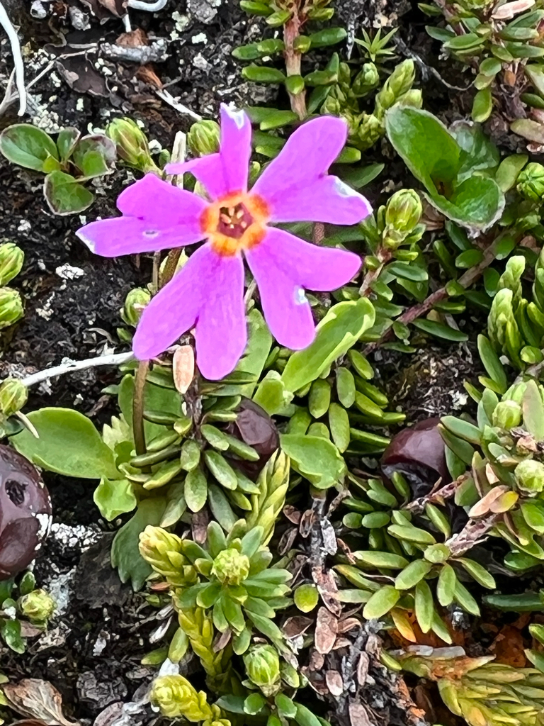 Wedge-leaf Primrose from Lost Lake Trail, Seward, AK, US on July 11 ...