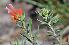 Bouvardia tenuifolia