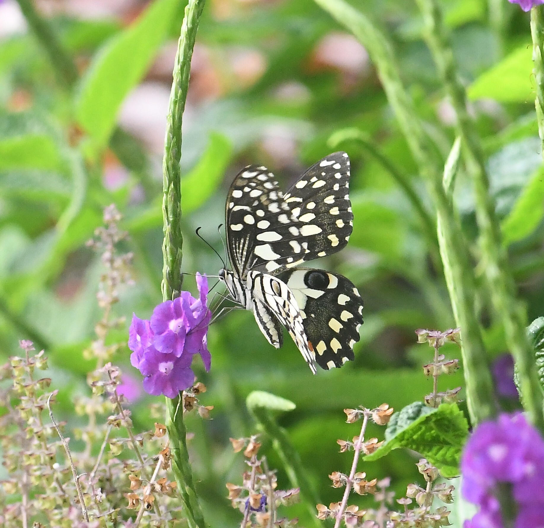 Lime Swallowtail