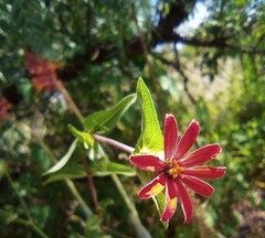Zinnia peruviana