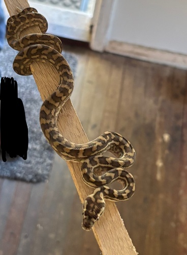 Coastal Carpet Python sighting