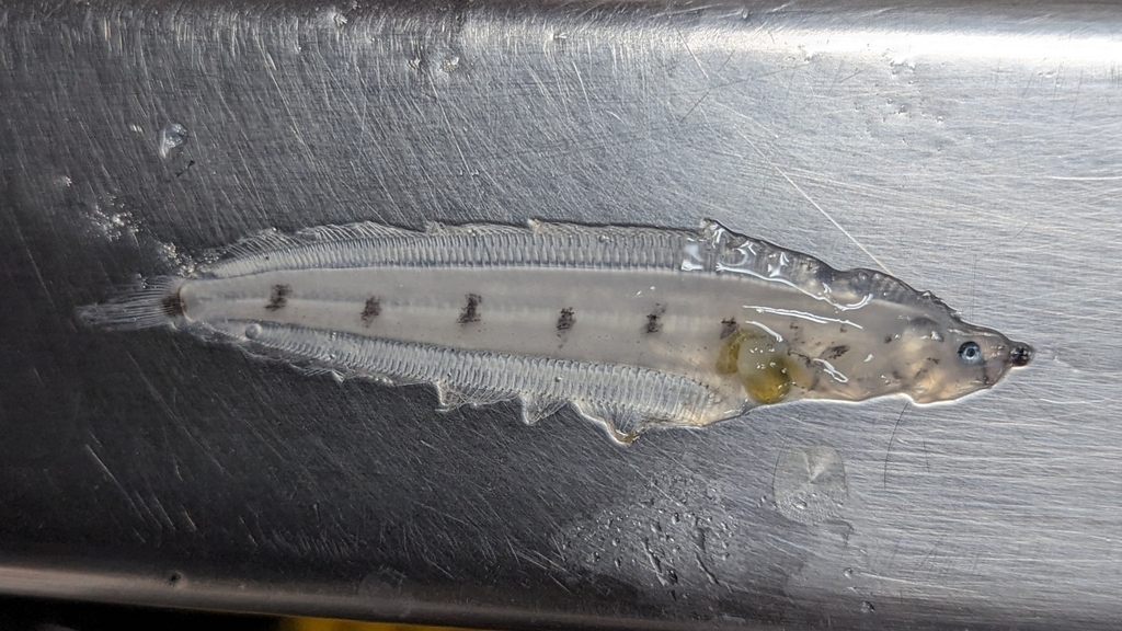 Longfin sole (Glyptocephalus zachirus) — Pleuronectidae