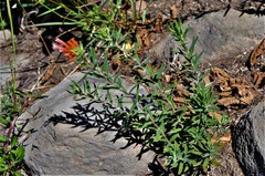 Bouvardia tenuifolia