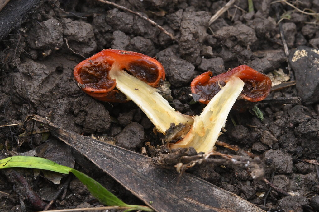 Leratiomyces erythrocephalus · April 2025 · photo: © invertebratist (iNaturalist, cc-by-nc)
