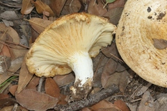 Lactarius zonarius