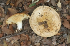 Lactarius zonarius