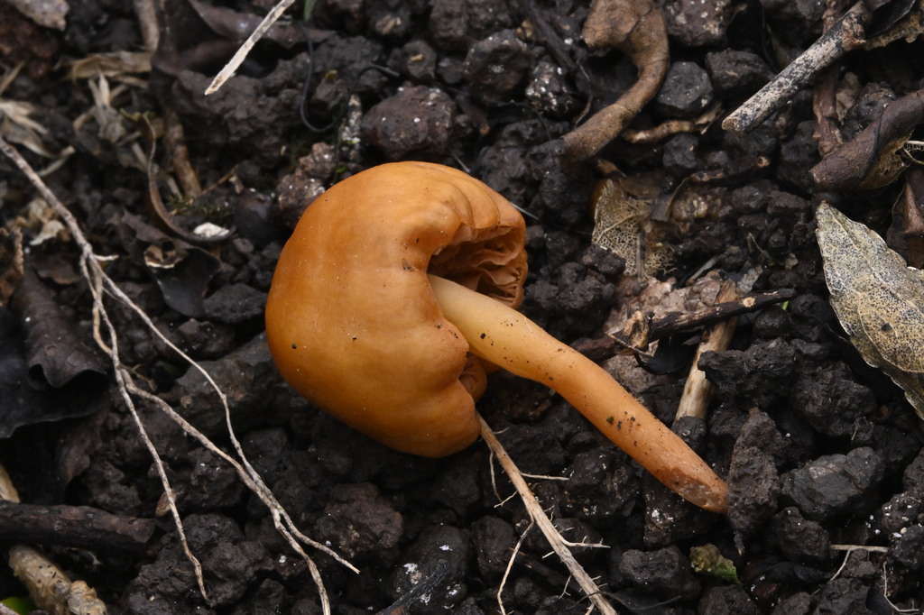Macrocystidia reducta · April 2025 · photo: © invertebratist (iNaturalist, cc-by-nc)