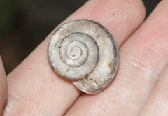 Sonorella