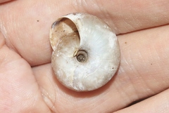 Sonorella