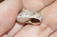 Sonorella