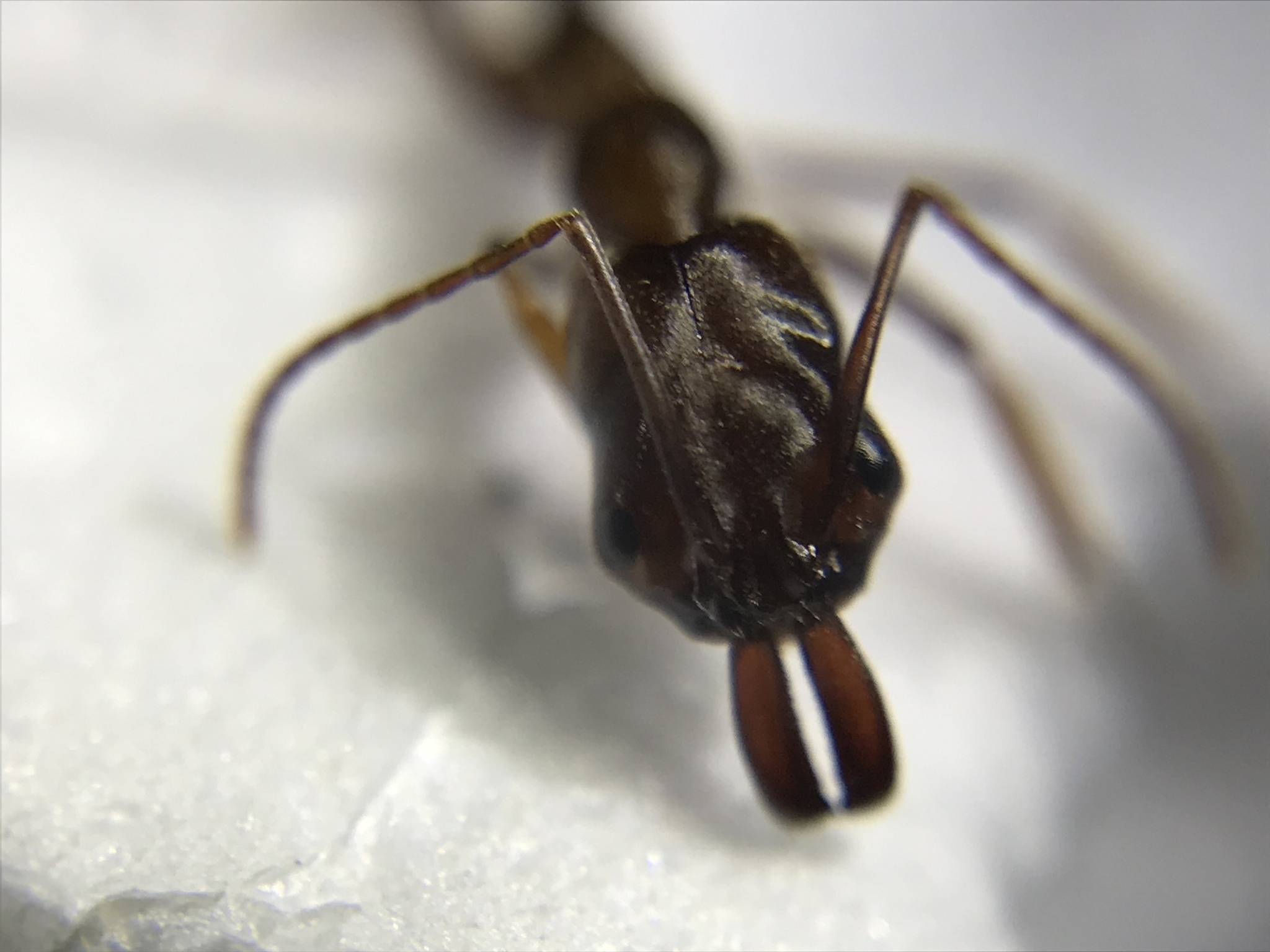 Odontomachus meinerti