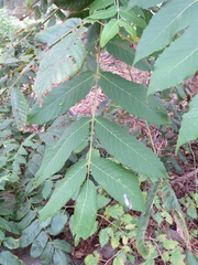 Juglans ailantifolia