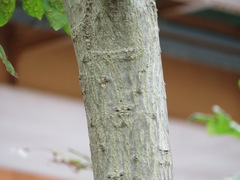 Juglans ailantifolia