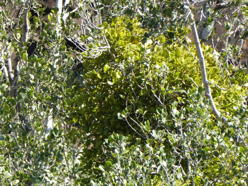 Oval Mistletoe (Viscum ovalifolium)
