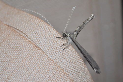 Melambrotus zulu