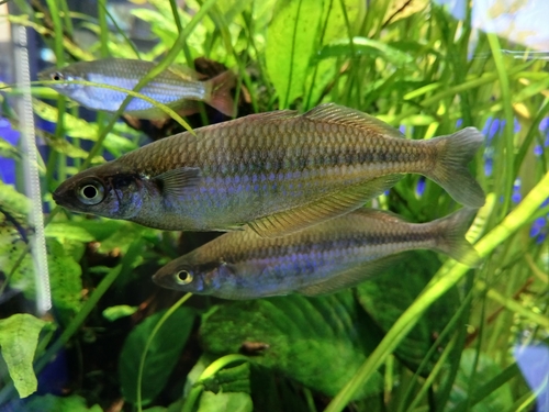 Barred rainbowfish (Chilatherina fasciata) — Melanotaeniidae — 2
